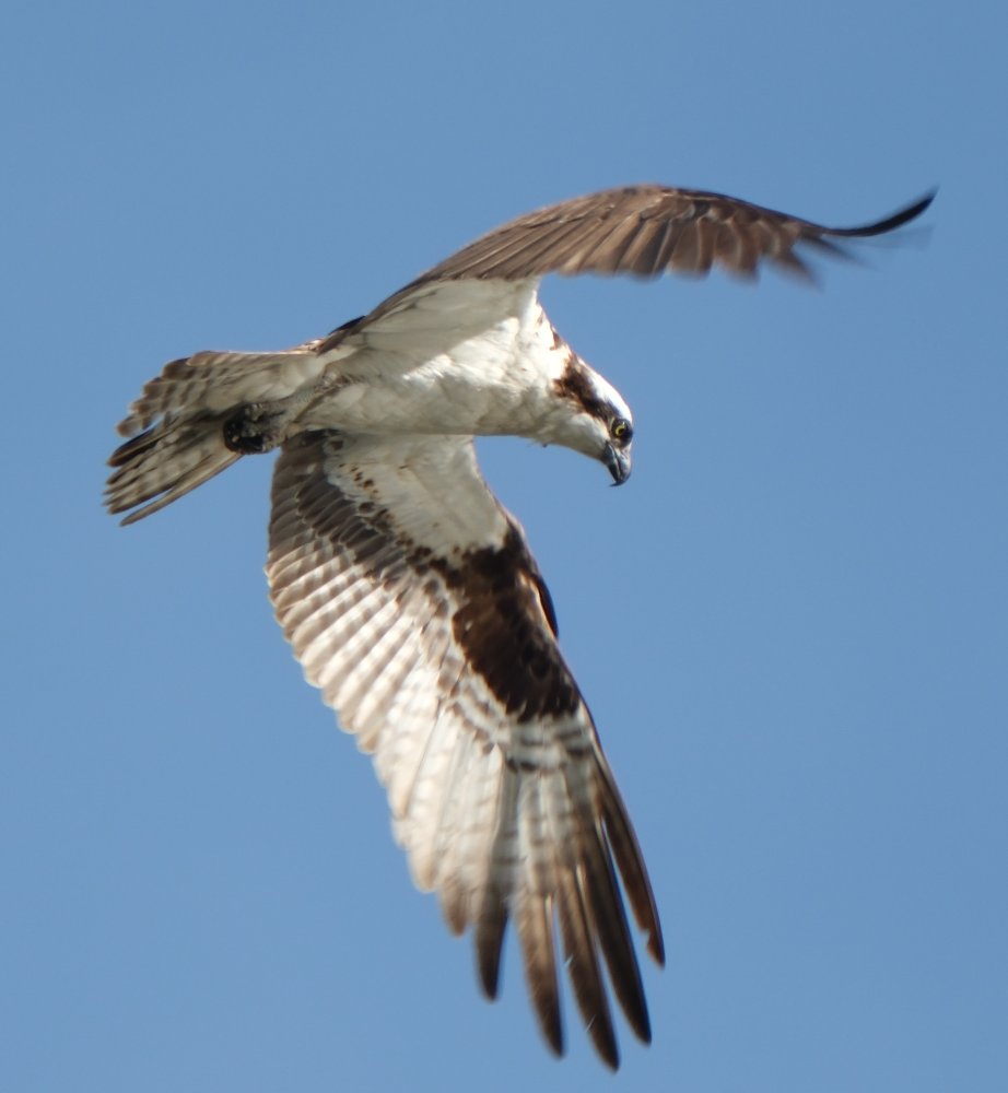 An osprey hovering in midair.