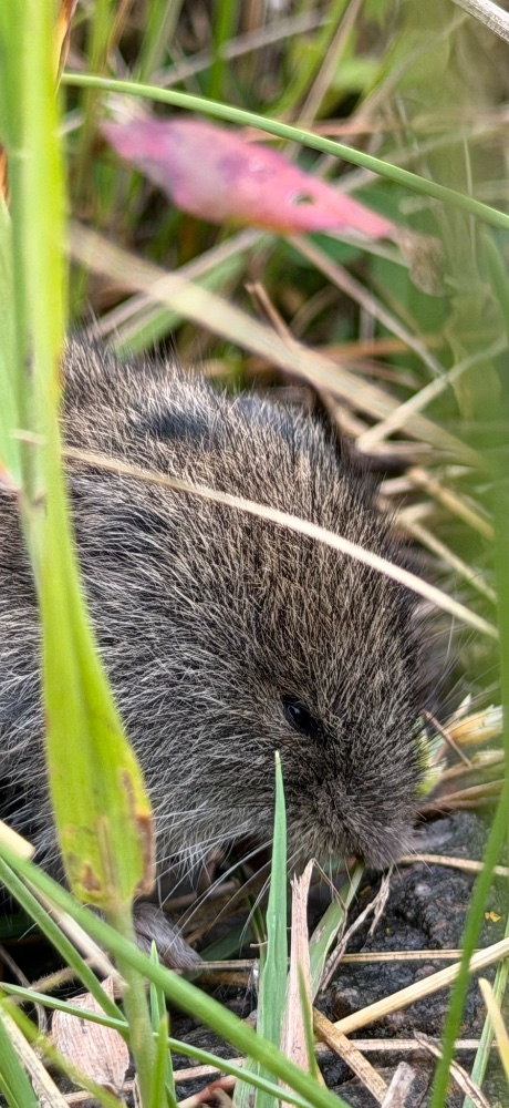 Closeup of the head of a vole, probably a long-tailed vole or montane vole