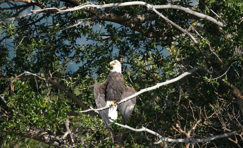 A bald eagle perched on a branch, looking to the viewer's left, its wings held out to its sides and its beak open, showing its tongue.