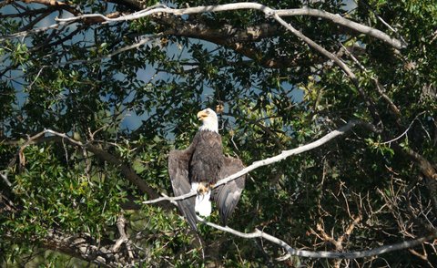 A bald eagle perched on a branch, looking to the viewer's left, its wings held out to its sides and its beak open, showing its tongue.