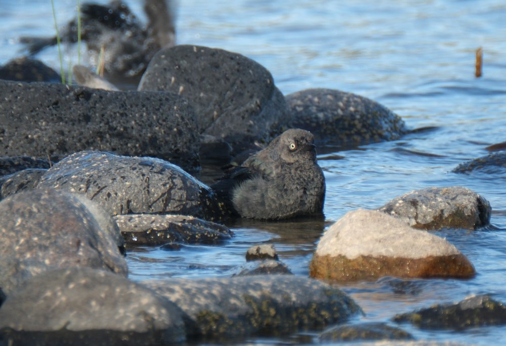 A Brewer's blackbird, looking mighty plump, surrounded by rocks as it bathes in the Yellowstone River.