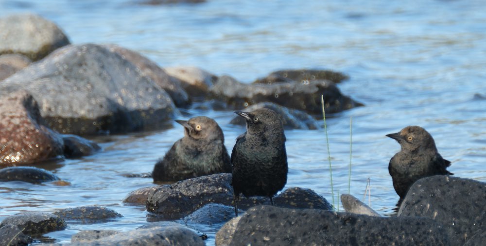 Three Brewer's blackbirds standing in the water among rocks and looking leftward.