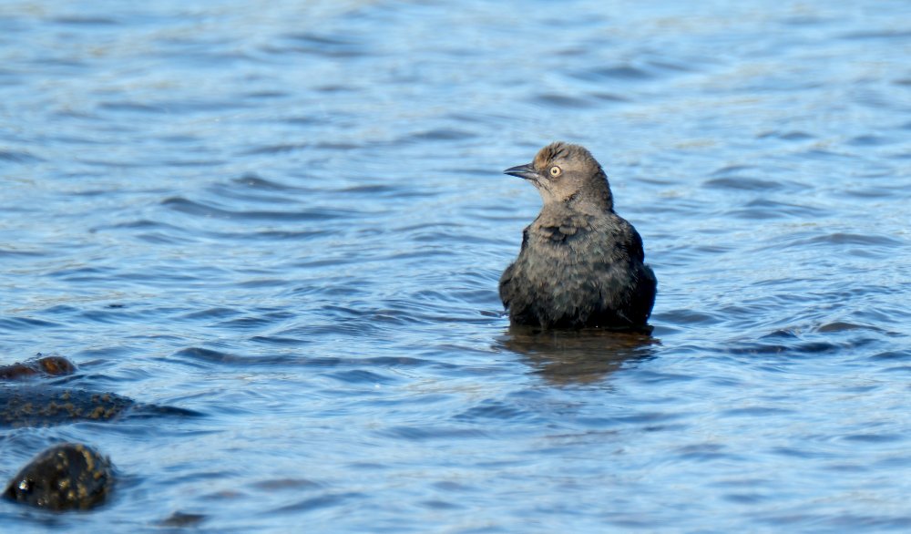 A Brewer's blackbird standing in the water, the bottom half of its body submerged.