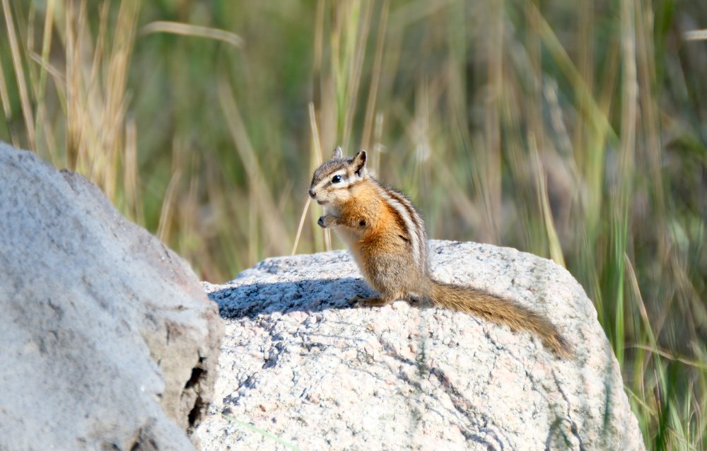 A chipmunk standing on its hind legs on a rock, facing left.