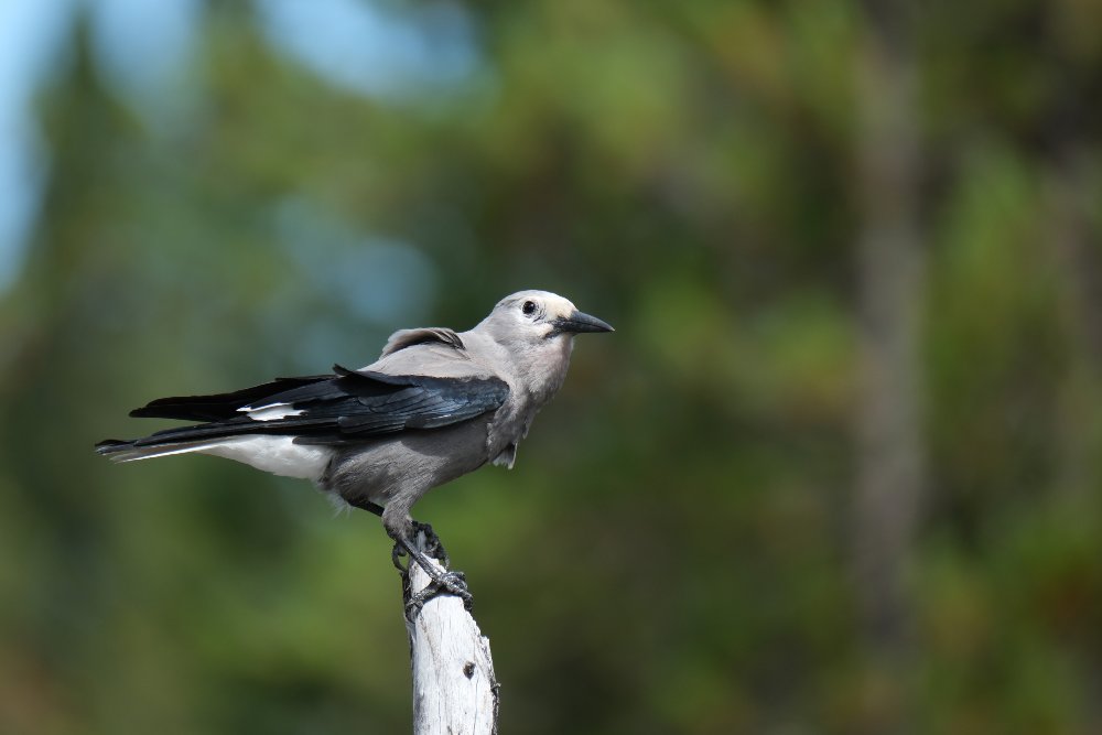A Clark's Nutcracker perched on the tip of a dead branch, looking rightward.
