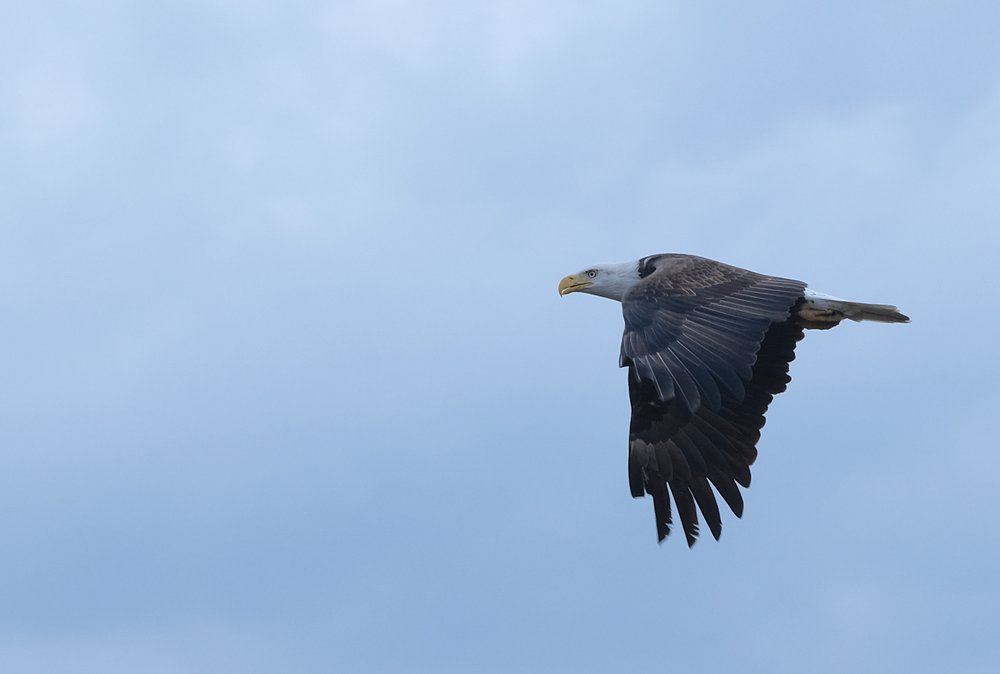 A bald eagle in flight.
