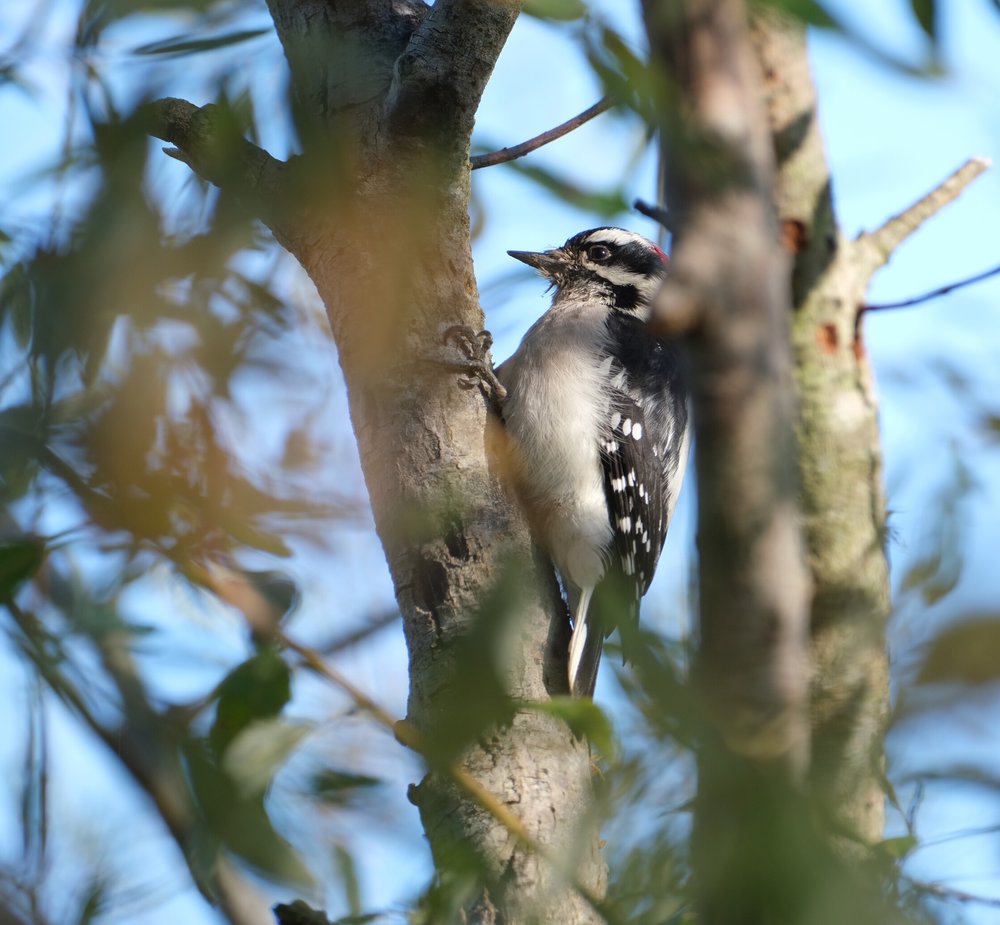 A downy woodpecker, partially obscured by a branch, clinging to the bark of a willow tree.