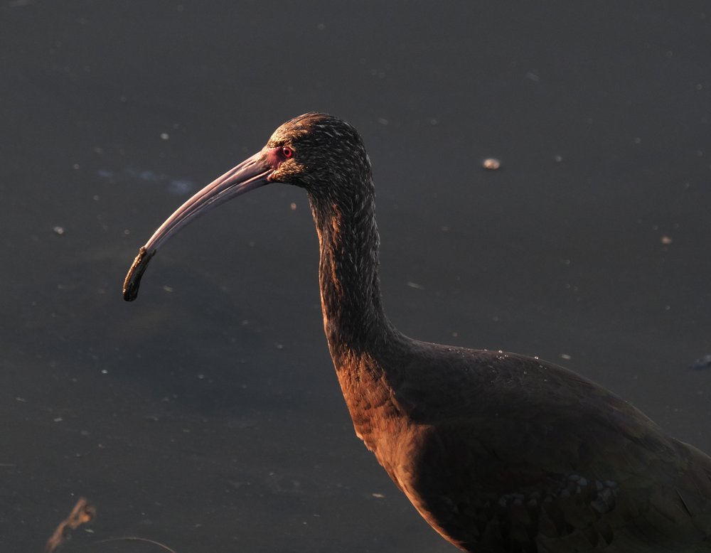 A white-faced ibis with mud covering the tip of its beak. Its red eye is prominently visible in the light of the setting sun.